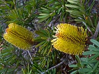 Banksia marginata - Silver banksia