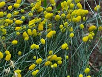 Calocephalus citreus - Lemon Beauty Heads, Tasmania, Australia
