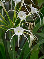 Crinum asiaticum  - white spider lily flower, Northern Thailand