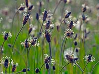 Plantago lanceolata 'Ribwort'