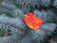 Abies lasiocarpa 'Compacta' and fallen leaves of Acer rubrum 'October glory'