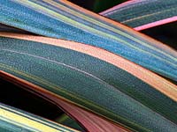 Phormium 'Duet' - New Zealand Flax