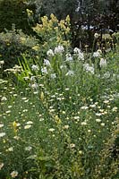 Chamerion angustifolium 'Album' and Anthemis tinctoria 'E C Buxton' - syn. Epilobium angustifolium 'Album' 