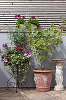 Rusted metal ornate plant stand, terracotta pot and bird bath against painted patio wall and fence, Cheshire