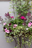 Rusted metal ornate plant stand with Salvia 'Love and Wishes', Pelargonium 'Royal Norfolk', Ivy and Petunias in front of grey painted wall, Cheshire