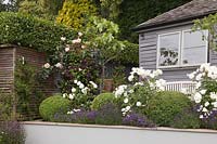 Rosa 'Iceberg', Rosa 'Agatha Christie' and Lavandula 'Hidcote' in raised beds with Clematis 'Romantika' and grey summerhouse behind 