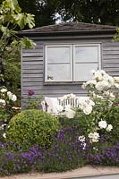 Rosa 'Iceberg' and Lavandula 'Hidcote' in raised beds with grey painted summerhouse behind