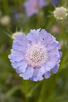 Scabiosa caucasica 'Perfecta Blue' - Scabious Pincushion Perfecta Series 