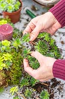 Woman separating Sempervivum into individual rosettes for attaching to the wreath. 
