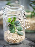 Using recycled glass jars as a terrarium with gravel and Crassula argentea - Money Tree - plant