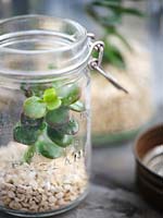 Using recycled glass jars as terrarium with gravel and Crassula argentea - Money tree