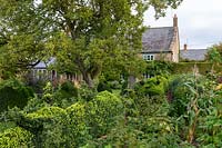 Ancient Pyrus - Pear - tree, Buxus - Box - topiary, Malus 'Kidd's Orange Red' - Apple, house beyond
