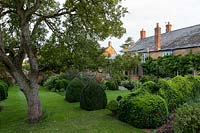 Box topiary in garden at Yews Farm, Martock, Somerset