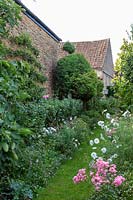 Espalliered fruit trees, pear, fig, growing against warm wall