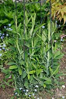 Lathyrus latifolius - 'Sweet Pea'