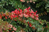 Berberis wilsoniae