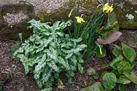 Arum italicum 'White Winter' with Narcissus - Daffodil - and Bergenia