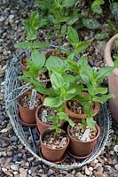 Young seedlings hardening off, Zinnia 'Queen Red Lime' and 'Purple Prince' 