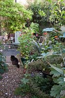 Small garden with diverse planting, gravel and pet cat 