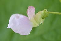 Phaseolus vulgaris 'Borlotto di Vigevano Nano'  - Dwarf French Bean - flower  