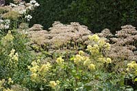 Valeriana pyrenacea seed heads and Thalictrum flavum