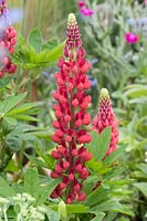 Lupinus 'The Pages'