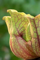 Sarracenia purpurea - Common Pitcher