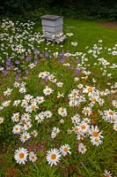 Leucanthemum - Ox-eye daisies growing in long grass infront of old beehive and hedge  in  Norfolk garden June.