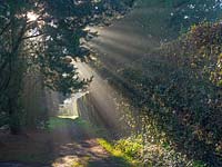 View along path on a cold and frosty morning at East Ruston Old Vicarage Gardens, Norfolk