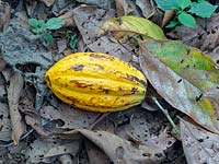 Theobroma cacao - Cocoa fallen seed pod in plantation Costa Rica