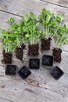 Making basil plants from supermarket plant - Ocimum basilicum
