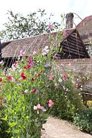 Lathyrus - Sweetpea Tunnel