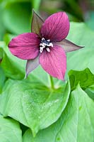 Trillium erectum