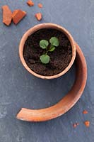 Gardening Alphabet Letter g spelt out with seedling in terracotta pot. 