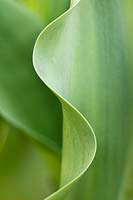 Gardening Alphabet Letter S or s shown in leaf curl. 