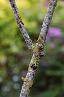 Gardening Alphabet Letter y. 