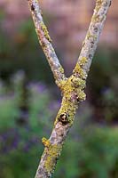 Gardening Alphabet Letter y. 