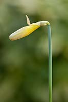 Narcissus - Daffodil showing Gardening Alphabet Number 1. 