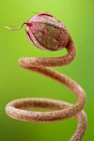 Gardening Alphabet Number 3 shown in spiral flower stem and bud. 