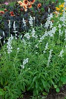 Salvia farinacea - Mealycup sage 