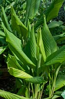 Curcuma longa 