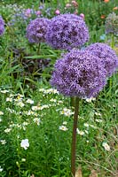 Allium 'Globemaster'
