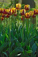 Tulipa 'Helmar' - Tulips