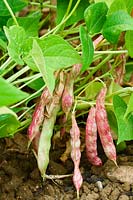Phaseolus vulgaris - Haricot coco 'Rose d'Eyragues' beans 