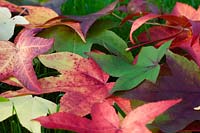 Acer - Japanese maple leaves 