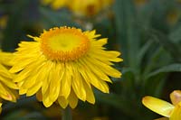 Bracteantha bracteata - Strawflower