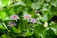 Nymphaea caerulea - Egyptian lotus
