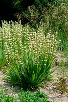 Sisyrinchium striatum - Pale Yellow-eyed Grass