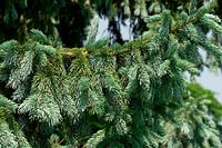 Picea pungens - Spruce 