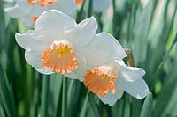 Narcissus 'Pink Charm' - Daffodil 'Pink Charm'
